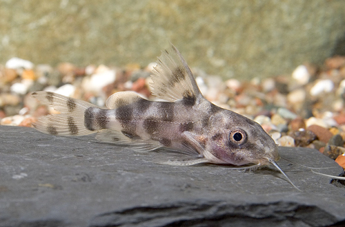 picture of Synodontis Longirostris Catfish Sml                                                                  Synodontis longirostris