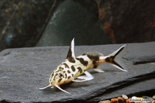 picture of Synodontis Multipunctatus Catfish Sml                                                                Synodontis multipunctatus