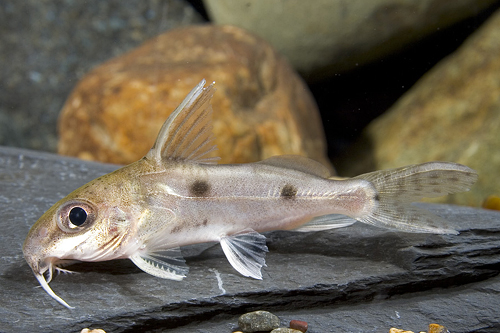 picture of Synodontis Notatus Catfish Med                                                                       Synodontis notatus