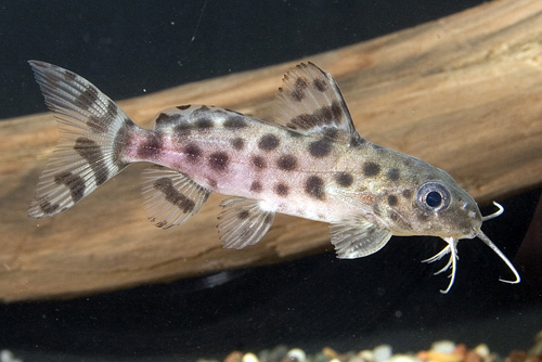 picture of Synodontis Ocellifer Catfish Med                                                                     Synodontis ocellifer