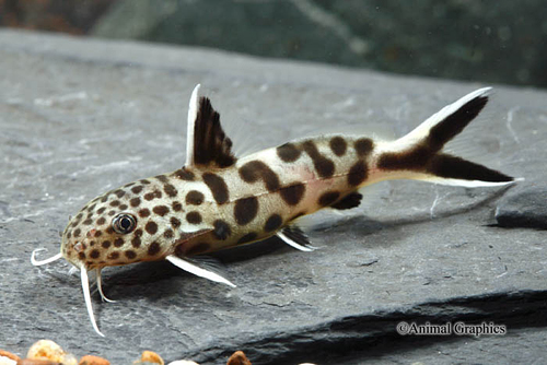 picture of Synodontis Petricola Catfish Florida Med                                                             Synodontis petricola