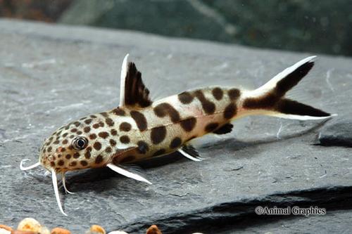 picture of Synodontis Petricola Catfish Florida M/L                                                             Synodontis petricola