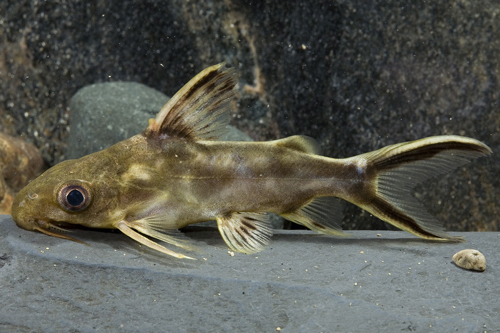 picture of Synodontis Pleurops Catfish Florida Reg                                                              Synodontis pleurops