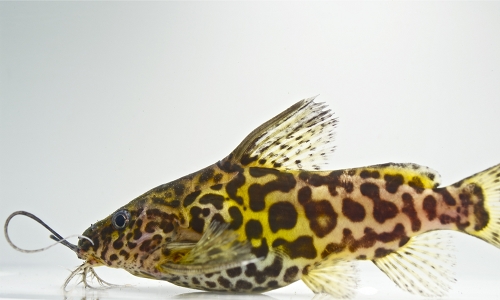 picture of Synodontis Schoutedeni Catfish Med                                                                   Synodontis schoutedeni