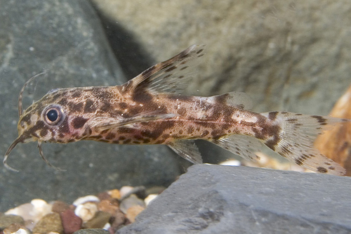 picture of Microsynodontis Batesi Catfish Sml                                                                   Microsynodontis batesi