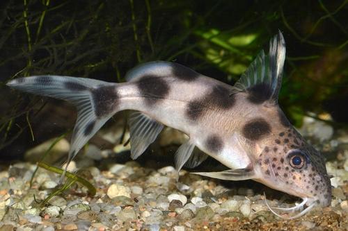picture of Synodontis Valentiana Catfish Sml                                                                    Synodontis valentiana