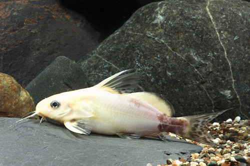 picture of Gold Synodontis Nigrita Catfish Reg                                                                  Synodontis nigrita 'Gold'