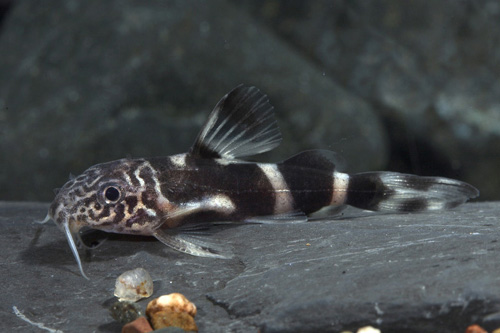 picture of Synodontis Albolineatus Catfish Reg                                                                  Synodontis albolineatus