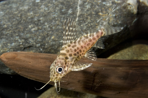 picture of Synodontis Aterrimus Catfish Reg                                                                     Synodontis aterrimus