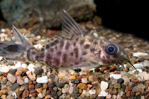 picture of Brachysynodontis Batensoda Catfish Med                                                               Brachysynodontis batensoda