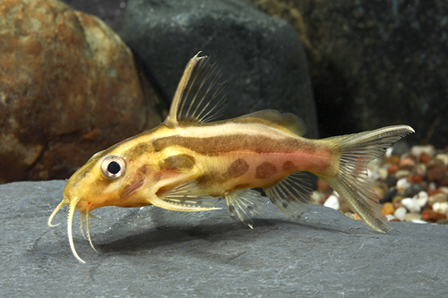 picture of Synodontis Flavitaeniatus Catfish Florida Sml                                                        Synodontis flavitaeniatus