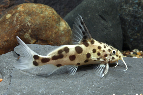 picture of Synodontis Polli Catfish Hybrid Reg                                                                  Synodontis polli hybrid