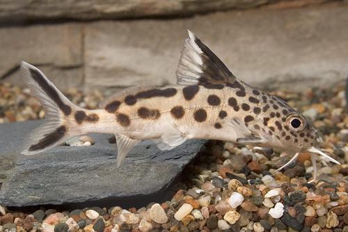 picture of Synodontis Multimaculatus Catfish Reg                                                                Synodontis multimaculatus