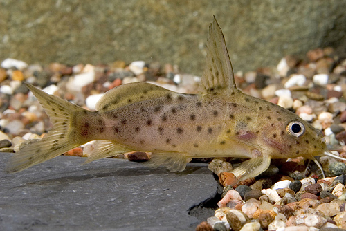 picture of Synodontis Njassae Catfish Reg                                                                       Synodontis njassae