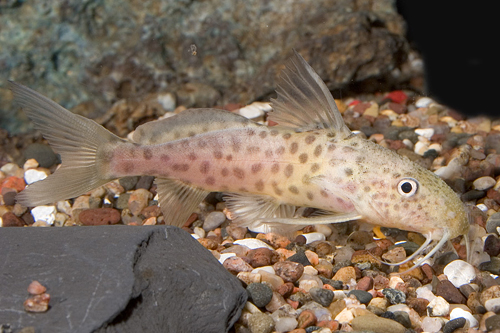 picture of Synodontis Acanthomias Catfish Med                                                                   Synodontis acanthomias