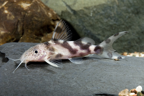 picture of Synodontis Decorus Catfish Reg                                                                       Synodontis decorus