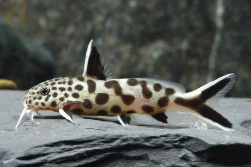 picture of Synodontis Petricola Catfish Sml                                                                     Synodontis petricola
