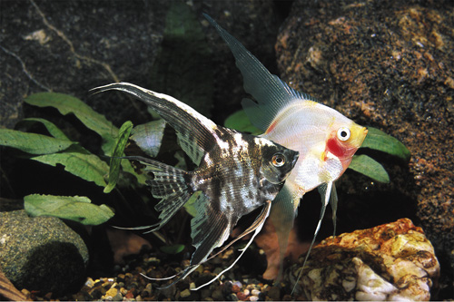 picture of Assorted Veil Angel Lrg                                                                              Pterophyllum scalare