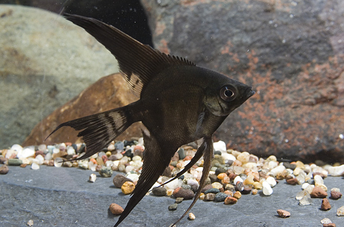 picture of Black Lace Angel M/S                                                                                 Pterophyllum scalare