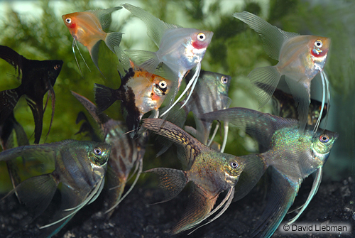 picture of Assorted Fancy Angel Sml                                                                             Pterophyllum scalare