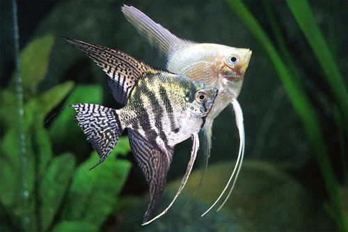 picture of Assorted Fancy Angel M/S                                                                             Pterophyllum scalare