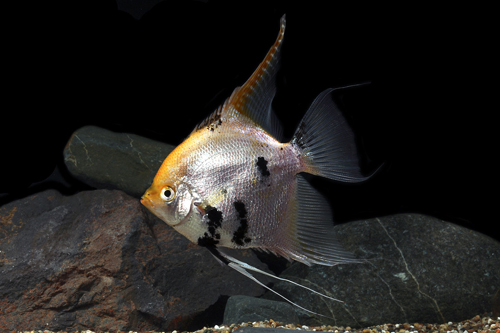 picture of Gold Marble Angel M/S                                                                                Pterophyllum scalare