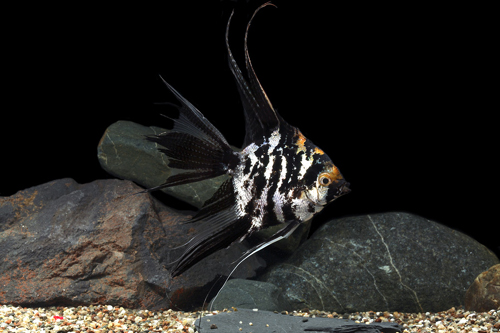 picture of Marble Angel Sml                                                                                     Pterophyllum scalare