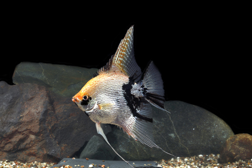 picture of Marble Pearlscale Angel Lrg                                                                          Pterophyllum scalare