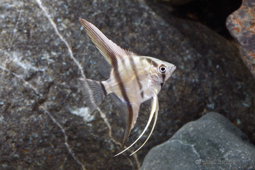 picture of Silver Angel M/L                                                                                     Pterophyllum scalare