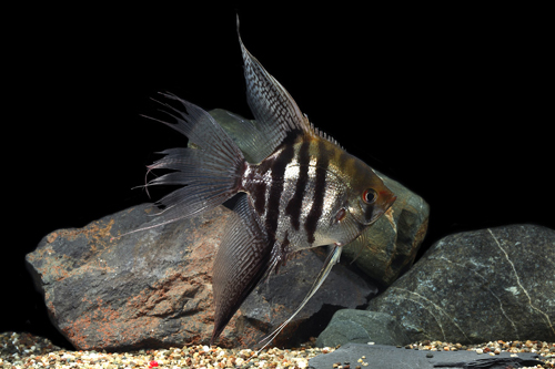 picture of Silver Veil Angel Reg                                                                                Pterophyllum scalare