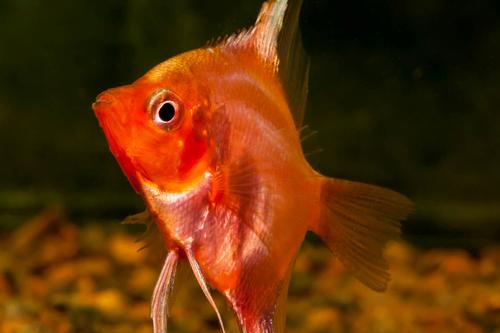 picture of Super Red Angel Sml                                                                                  Pterophyllum scalare