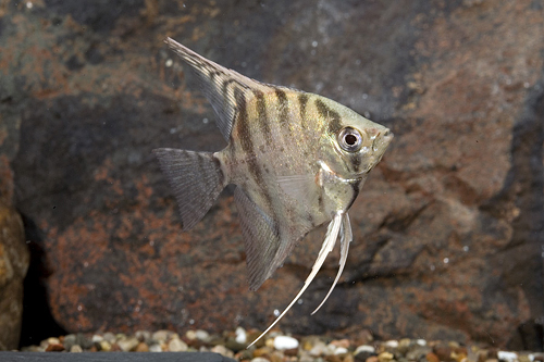 picture of Zebra Lace Angel Med                                                                                 Pterophyllum scalare