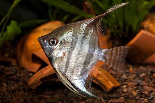 picture of Manacapuru Angel Med                                                                                 Pterophyllum scalare
