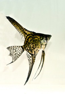 picture of Black Lace Veil Angel M/S                                                                            Pterophyllum scalare