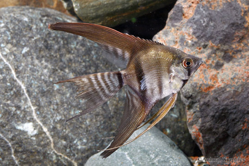 picture of Black Lace Veil Angel Lrg                                                                            Pterophyllum scalare