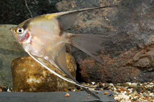 picture of Blushing Veil Angel M/S                                                                              Pterophyllum scalare