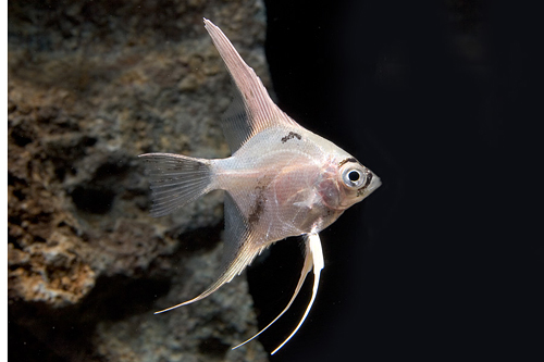picture of Panda Angel Sml                                                                                      Pterophyllum scalare