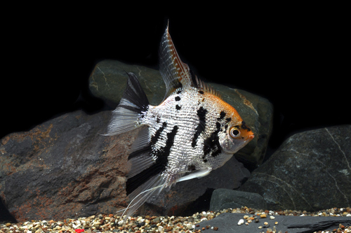 picture of Pearlscale Marble Gold Angel Reg                                                                     Pterophyllum scalare