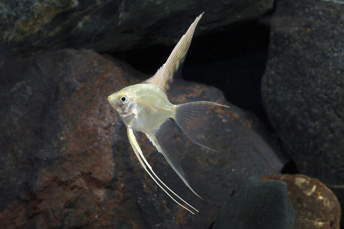 picture of Gold Veil Angel Med                                                                                  Pterophyllum scalare