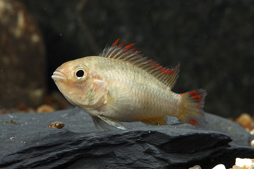 picture of Double Red Apisto. Cacatouides Female Reg                                                            Apistogramma cacatuoides 'Double Red'