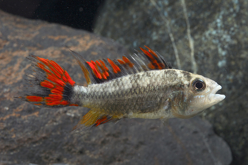 picture of Double Red Apisto Cacatouides Cich Male Reg                                                          Apistogramma cacatuoides 'Double Red'