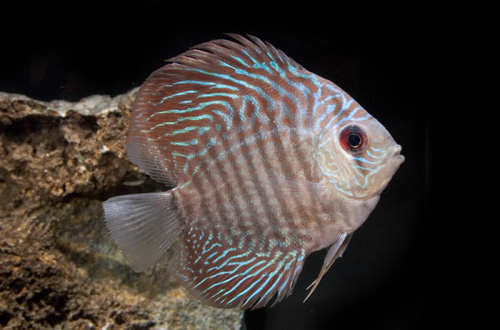 picture of Blue Snakeskin Discus Med                                                                            Symphysodon aequifasciatus
