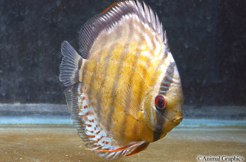 picture of Green Tefe Discus Xlg                                                                                Symphysodon aequifasciatus