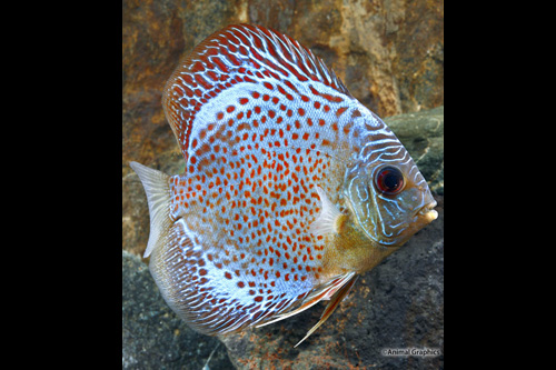 picture of Leopard Snakeskin Discus Med                                                                         Symphysodon aequifasciatus