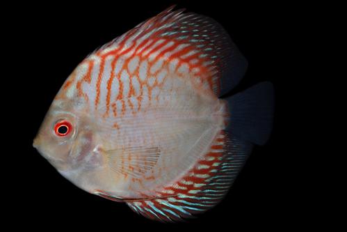 picture of Pigeon Blood Discus Med                                                                              Symphysodon aequifasciatus
