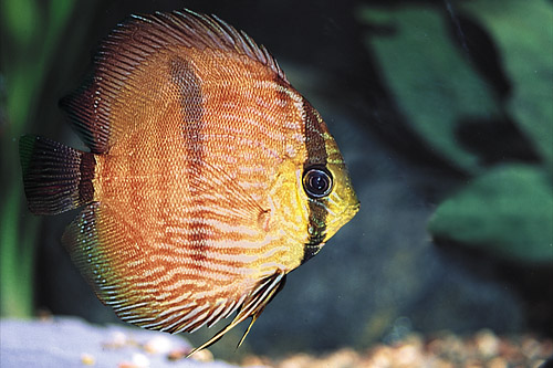 picture of Red Heckel Discus M/S                                                                                Symphysodon discus