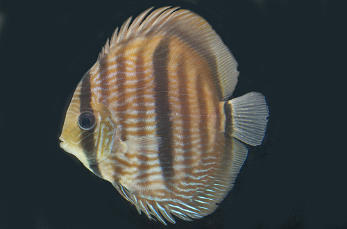 picture of Red Heckel Discus Lrg                                                                                Symphysodon discus