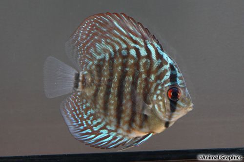 picture of Royal Red Discus Reg                                                                                 Symphysodon aequifasciatus