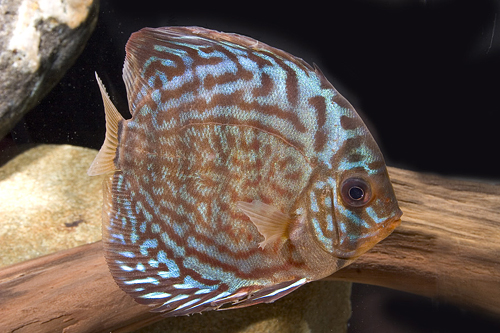 picture of Royal Red Discus Lrg                                                                                 Symphysodon aequifasciatus