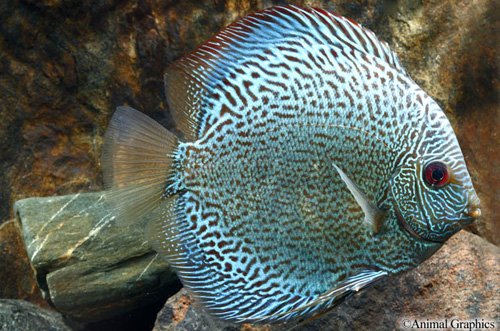 picture of Red Snakeskin Discus Lrg                                                                             Symphysodon aequifasciatus